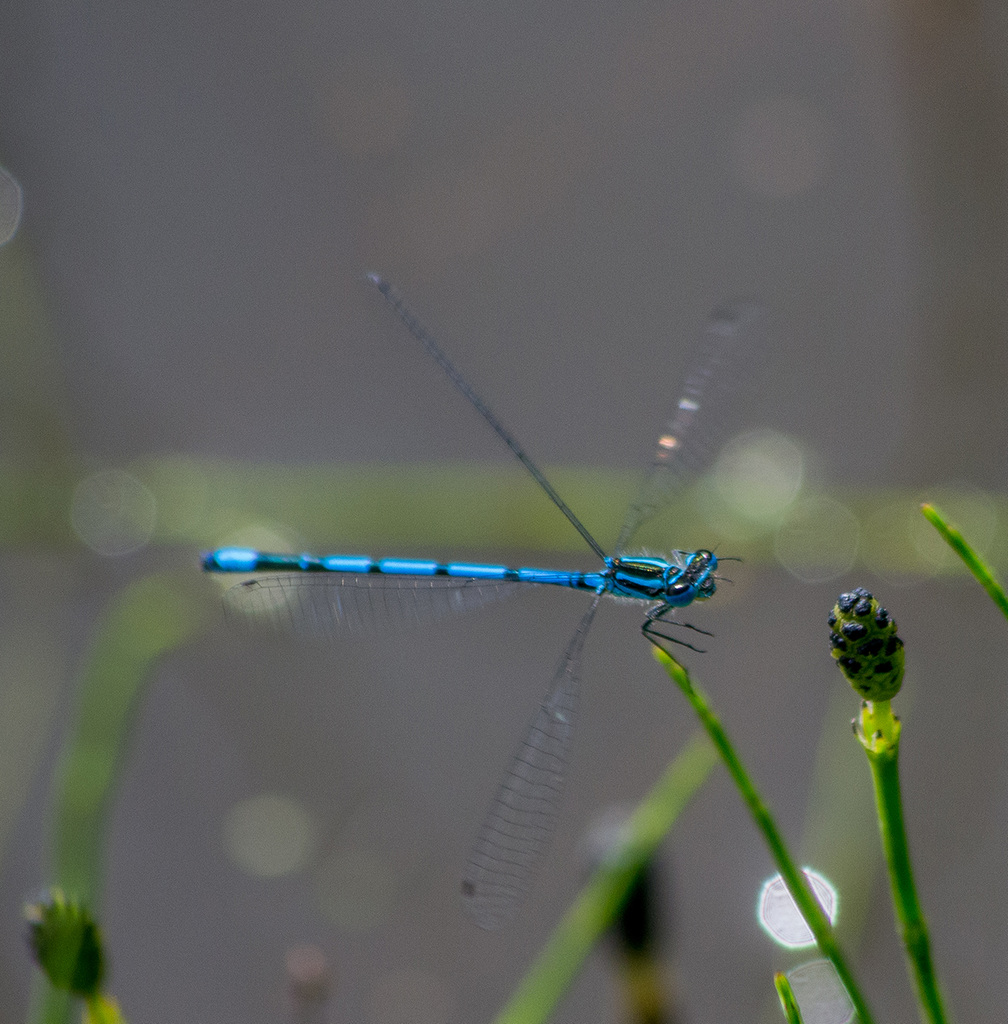 Incoming damsel fly, Burton wetlands