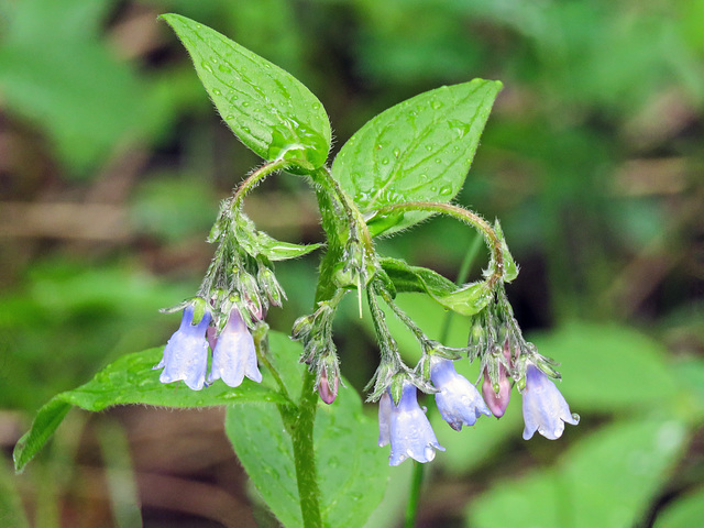 Tall Lungwort / Languid Ladies / Dangling Damsels