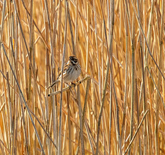 Female reed bunting