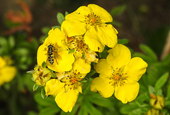 20210913 2849CPw [D~LIP] Fingerstrauch (Dasiphora fruticosa), Sumpfschwebfliege, Bad Salzuflen