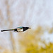 Magpie