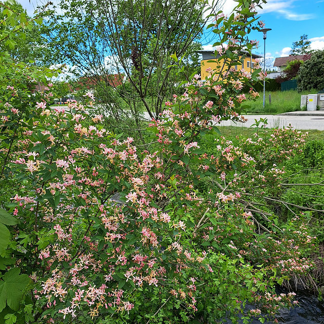 Tataren-Heckenkirsche (Lonicera tatarica)