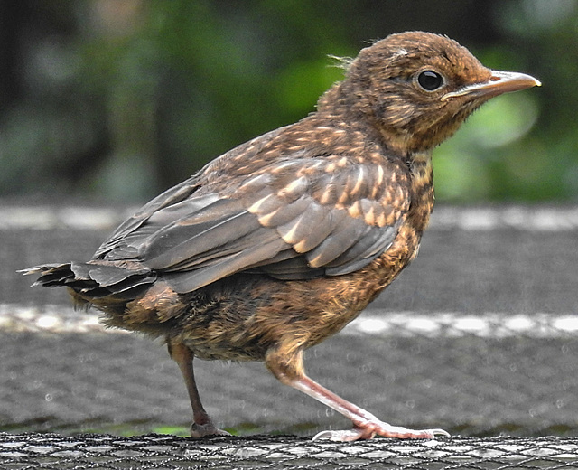 20230618 0999CPw [D~LIP] Amsel ( Turdus merula) [Schwarzdrossel] [JV], Bad Salzuflen