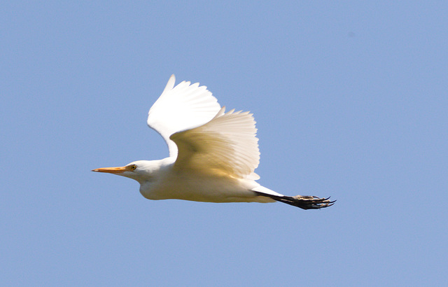 EF7A9024 Egret