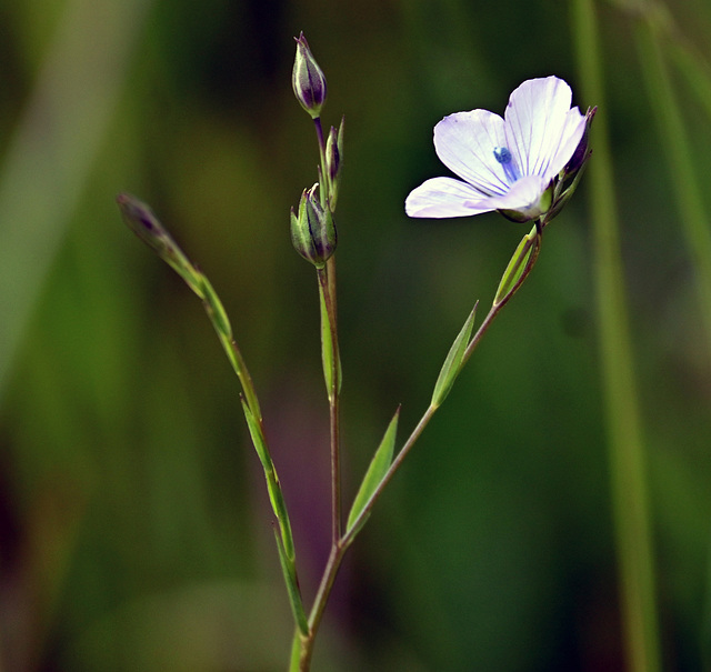 PALE FLAX_Downs-near FOREDOWN ROAD DYKE end Pale flax DSC 4435-cut