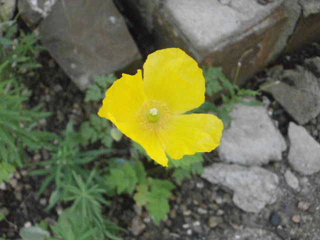 A solitary yellow poppy