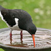Oyster catchers need a drink too...