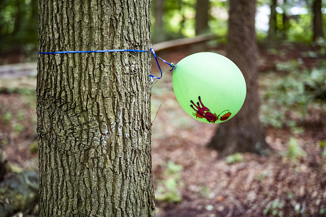 If you go down in the woods today... (27.08.2018)