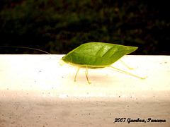 74 Leaf Cricket