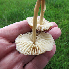 Mushrooms, Erik Butters' field