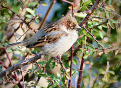 Ein trauriger, kleiner Spatz