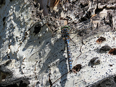 Darner dragonfly sp.