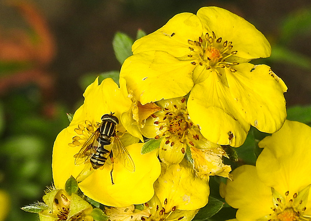 20210913 2850CPw [D~LIP] Fingerstrauch (Dasiphora fruticosa), Sumpfschwebfliege, Bad Salzuflen