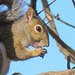 Gray squirrel enjoying an acorn.