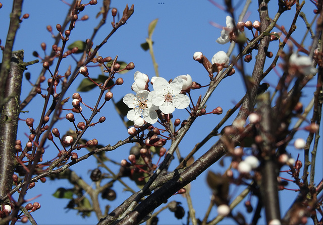 Cherry Blossom