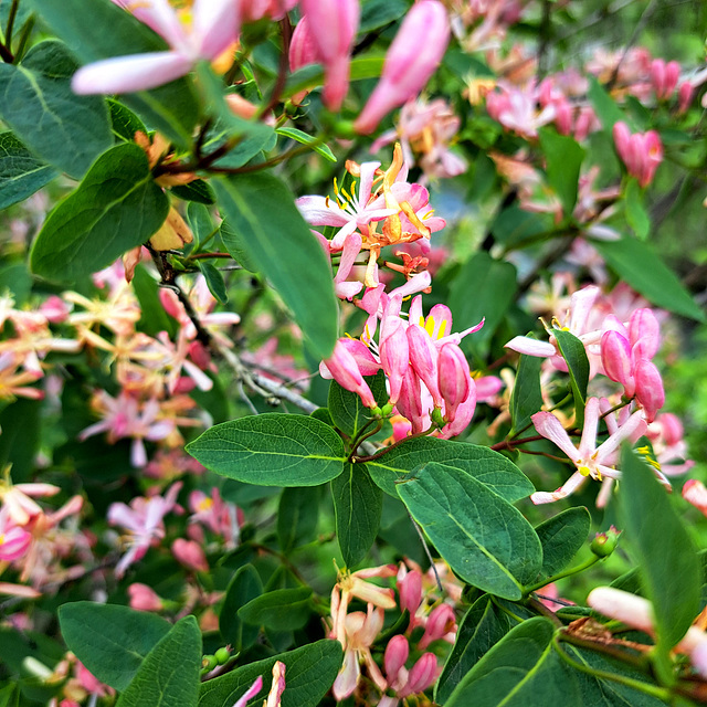 Tataren-Heckenkirsche (Lonicera tatarica)