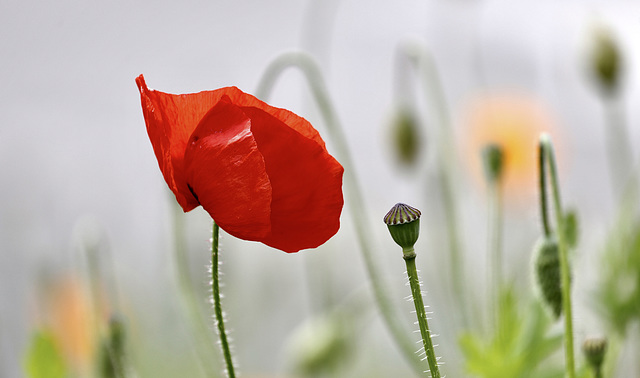 Gentil coquelicot