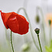 Gentil coquelicot