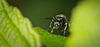 Die Echte Blattwespes (Tenthredinidae) hat heraus geschaut :)) The true sawfly (Tenthredinidae) has peeped out :)) La véritable tenthrède (Tenthredinidae) a fait son apparition :))