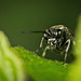 Die Echte Blattwespes (Tenthredinidae) hat heraus geschaut :)) The true sawfly (Tenthredinidae) has peeped out :)) La véritable tenthrède (Tenthredinidae) a fait son apparition :))