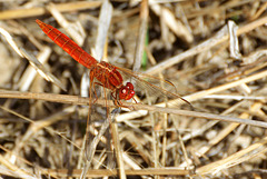 Broad Scarlet m (Crocothemis erythraea) 05