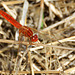 Broad Scarlet m (Crocothemis erythraea) 05