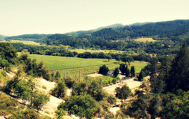 View from Sterling Vineyards