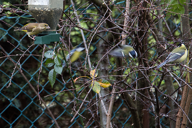 20141228 6157VRAw [D~RI] Grünfink [w] (Carduelis chloris), Kohlmeise (Parus major), Rinteln