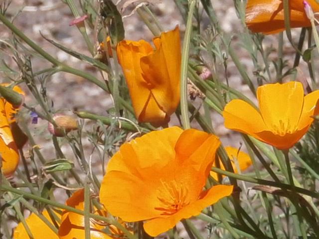 These orange poppies just seem to come again and again