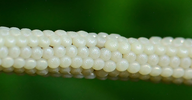 Insect Eggs.....up close