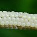 Insect Eggs.....up close