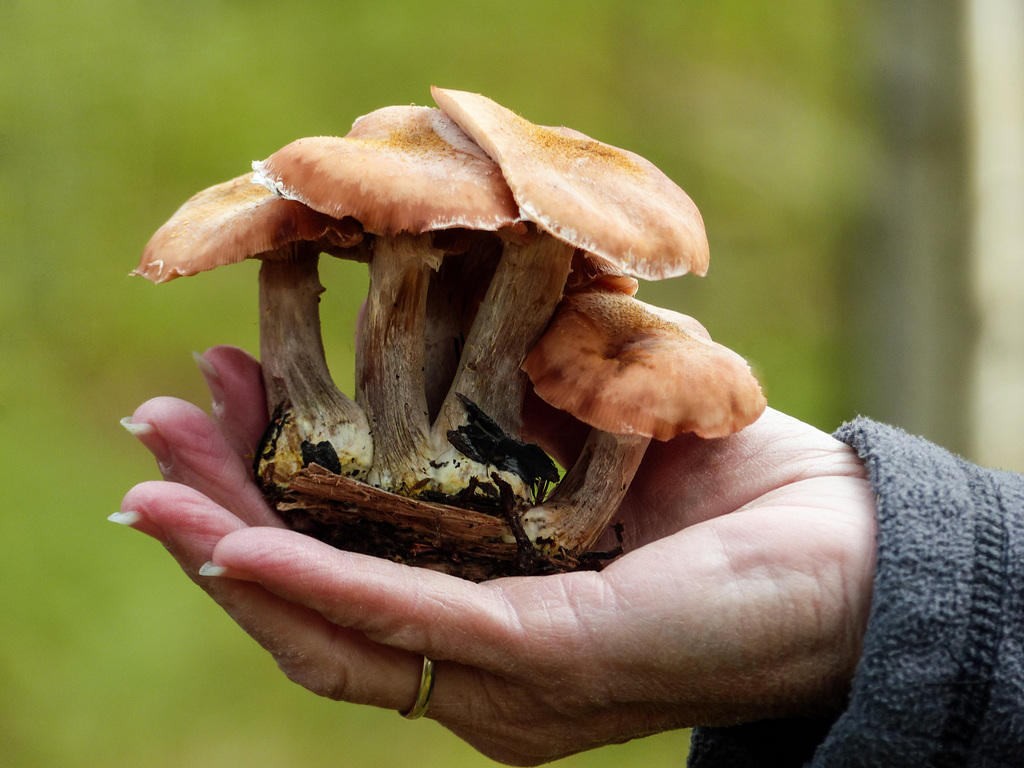 Picked for demonstration purposes - Honey Mushrooms?