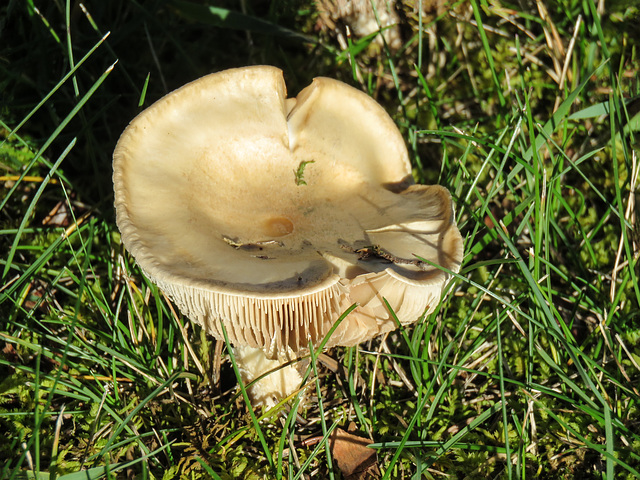 Fungus goblet