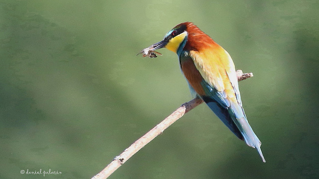 Guêpier d'Europe - Merops apiaster - European Bee-eater