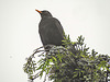 20210608 0577CPw [D~LIP] Amsel (Turdus merula) [m] [Schazdrossel], Lawson-Scheinzypresse (Chamaecyparis lawsoniana), Bad Salzuflen