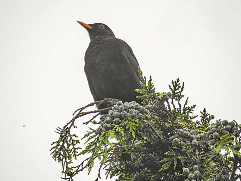 20210608 0577CPw [D~LIP] Amsel (Turdus merula) [m] [Schazdrossel], Lawson-Scheinzypresse (Chamaecyparis lawsoniana), Bad Salzuflen