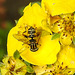 20210913 2851CPw [D~LIP] Fingerstrauch (Dasiphora fruticosa), Sumpfschwebfliege, Bad Salzuflen