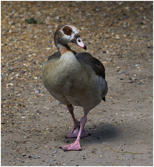 EF7A9221 -1EgyptianGoose