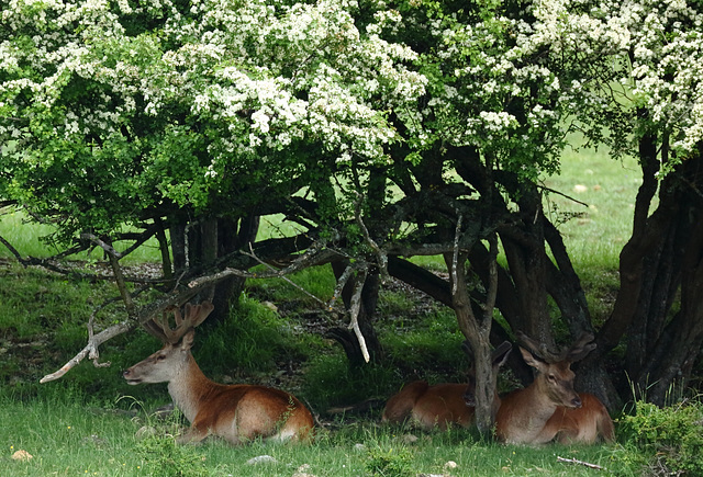 Cerfs de montagne