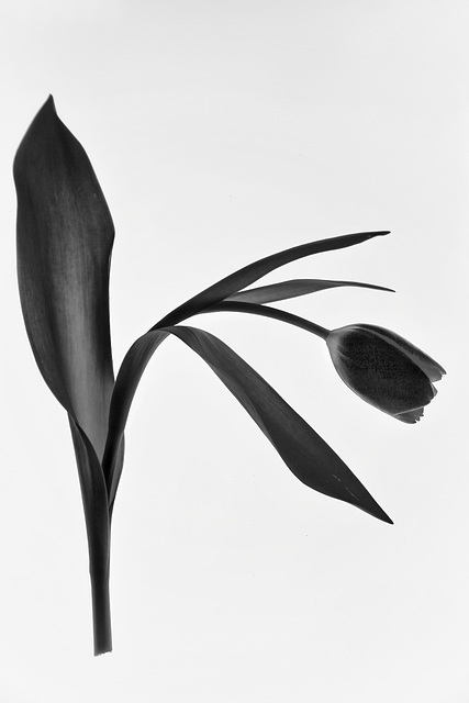 the black tulip