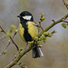 Great Tit