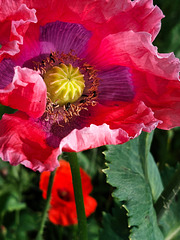 Papaver Somniferum