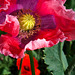 Papaver Somniferum