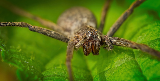 Der Wolfsspinne (Lycosidae) in die Augen geschaut :)) Looking into the eyes of the wolf spider (Lycosidae) :)) En regardant dans les yeux de l'araignée-loup (Lycosidae) :))