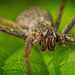 Der Wolfsspinne (Lycosidae) in die Augen geschaut :)) Looking into the eyes of the wolf spider (Lycosidae) :)) En regardant dans les yeux de l'araignée-loup (Lycosidae) :))