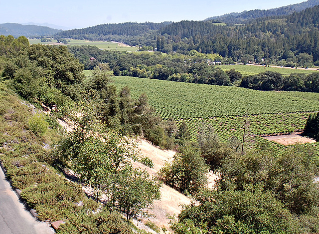 View from Sterling Vineyards