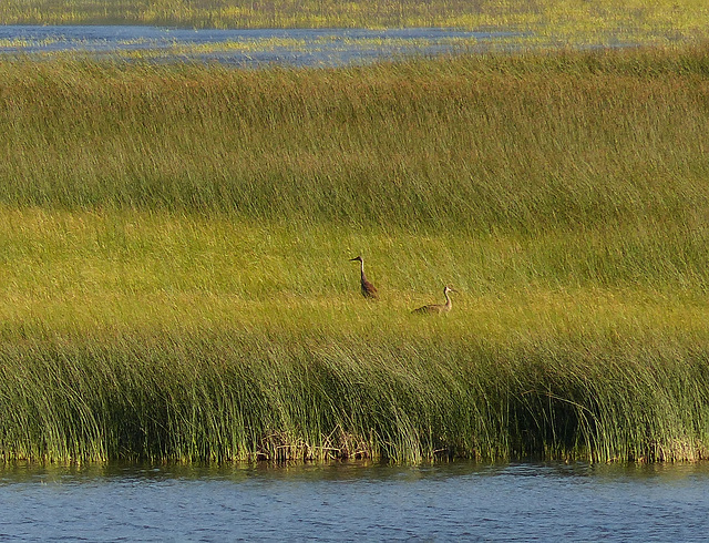 Sandhill Cranes, Waterton