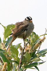 White-crowned Sparrow