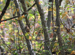 you have company (chipmunk)