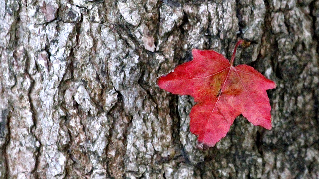 Passer au rouge....